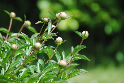 Pfingstrosen im Kleingarten - Foto: MuT Guben e.V.
