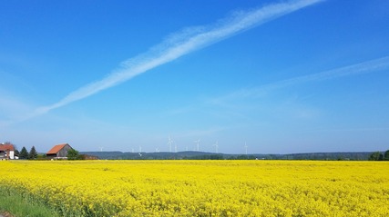 Rapsfeld bei Groß Breesen, Foto: MuT Guben e.V.